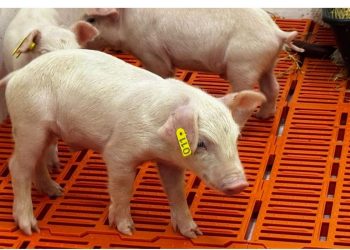 Porcos clonados para transplantes: entenda como será criação de plantel para uso de órgãos em humanos