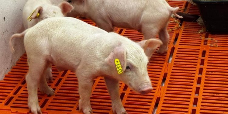 Porcos clonados para transplantes: entenda como será criação de plantel para uso de órgãos em humanos